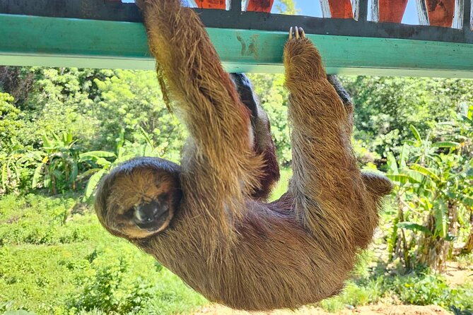 roatan-glass-bottom-boat-tour-with-wildlife-chocolate-tasting