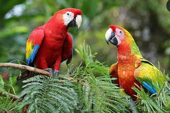 roatan-private-snorkeling-wildlife-park-and-west-bay-beach