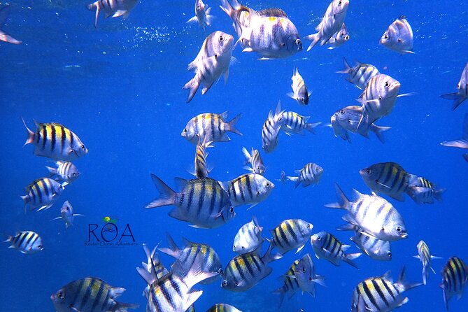 roatan-reef-snorkel-adventure