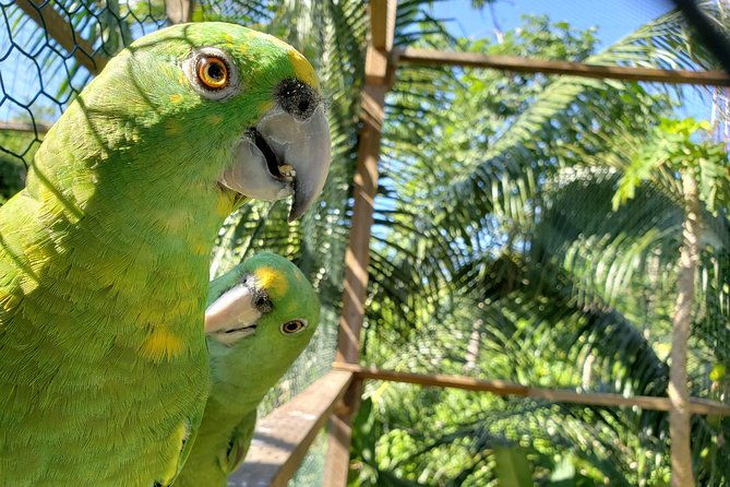 roatan-shore-excursion-the-all-in-one-roatan-adventure