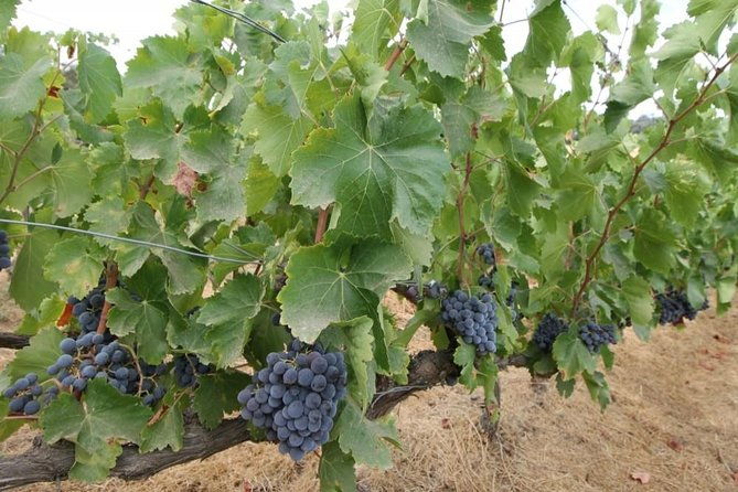 ronda-private-wine-tour-and-tapas-from-marbella-2