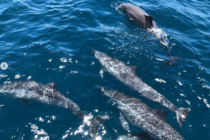 royal-humpback-whale-exploration
