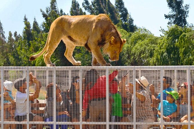 safari-park-wild-experience
