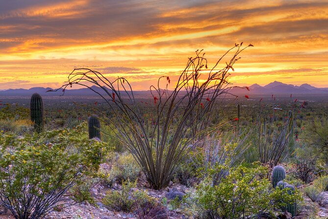 saguaro-national-park-self-guided-driving-audio-tour-2