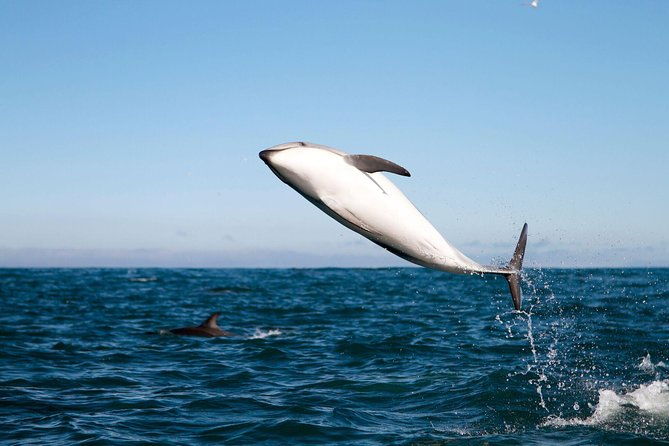 san-diego-whale-watching-cruise-2