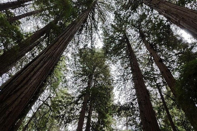 san-francisco-guided-tour-of-coastal-redwoods-wine-country