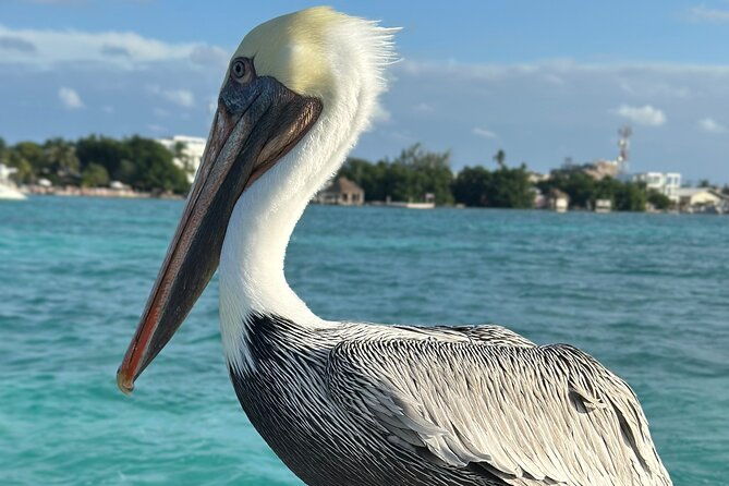 san-pedro-fun-filled-day-private-snorkeling-tour