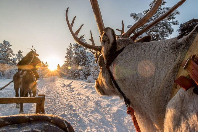 santa-claus-village-guided-tour-arctic-animals-adventure