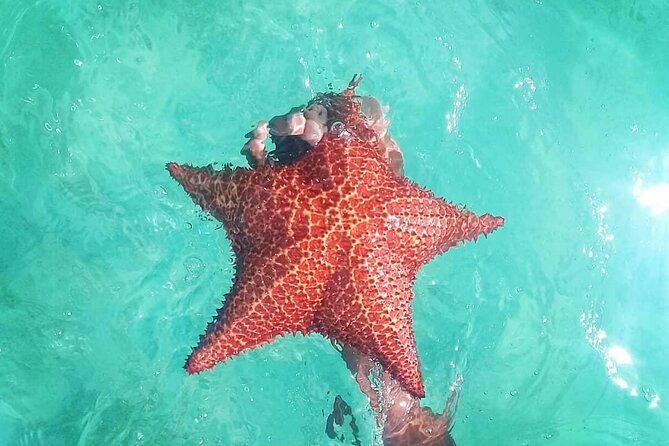 saona-island-tour-full-day-from-punta-cana-buffet-and-drinks