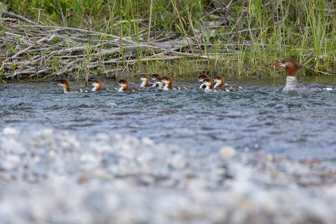 scenic-wildlife-float-trip-with-teton-views