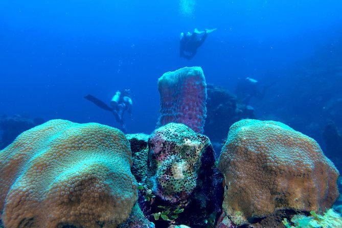 scuba-certification