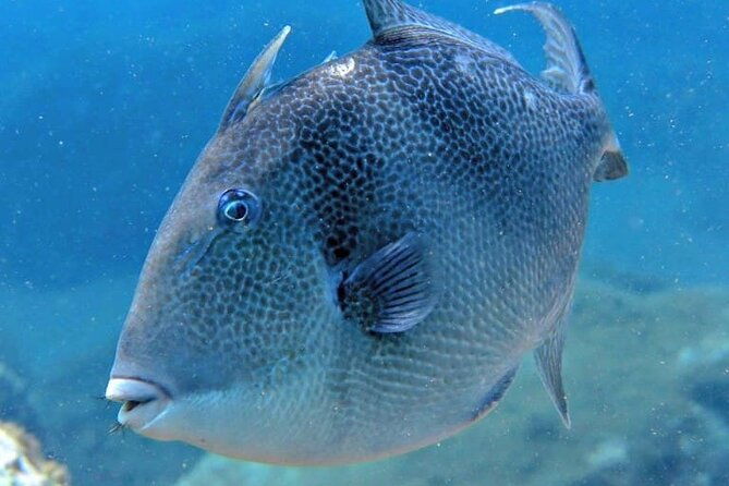scuba-diving-experience-for-beginners-in-ponta-de-sao-lourenco