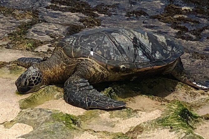 sea-eat-see-the-north-shore