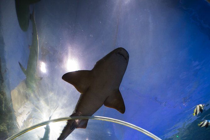 sea-life-birmingham-admission-ticket-4