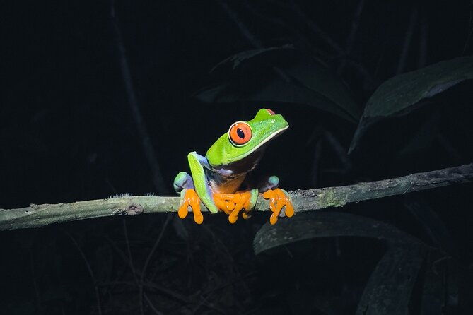 secret-night-walk-in-tortuguero