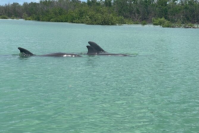 self-guided-ecotour-clear-standard-kayaks-bonita-springs