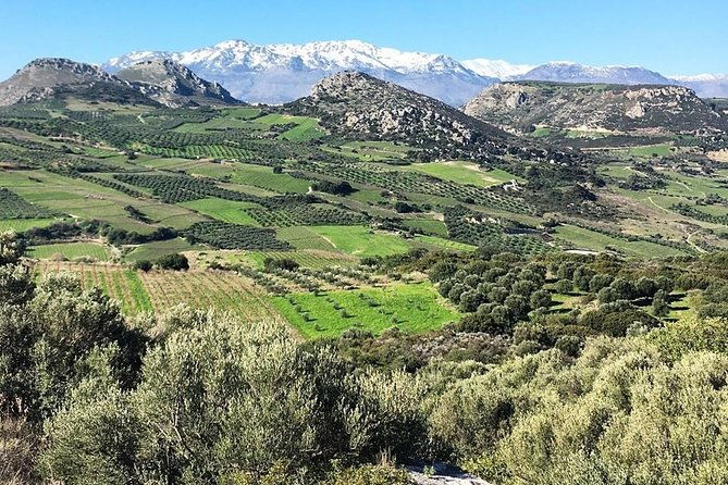semi-private-wine-and-olive-oil-tour-transfer-lunch-incl