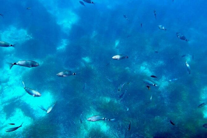 semi-submarine-visit-to-the-seabed-of-porto-bay-2