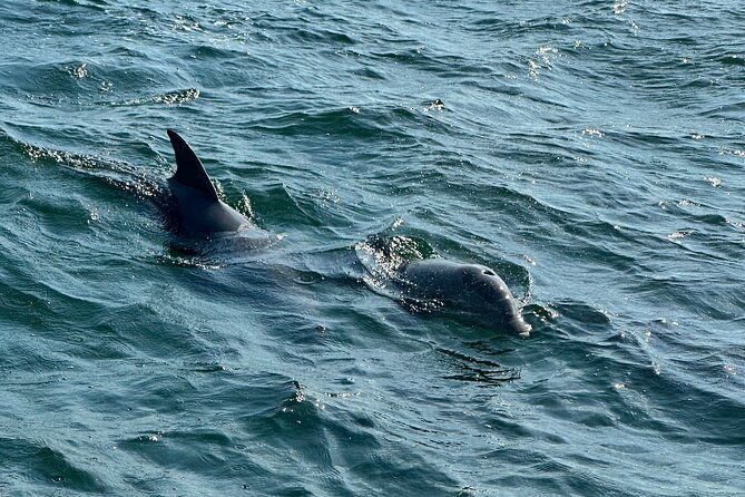 shell-island-dolphin-sightseeing-boat-tour