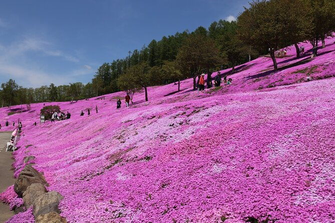 shibazakura-tulip-going-by-private-car-shibazakura-takinoue-park-and-kamiyubetsu-tulip-park-from-sapporo