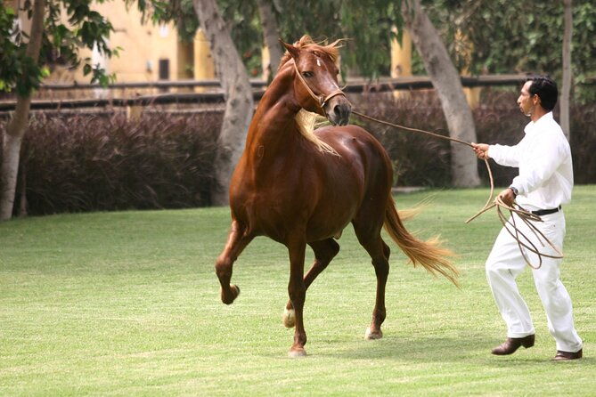 show-of-peruvian-paso-horse-marinera-with-lunch