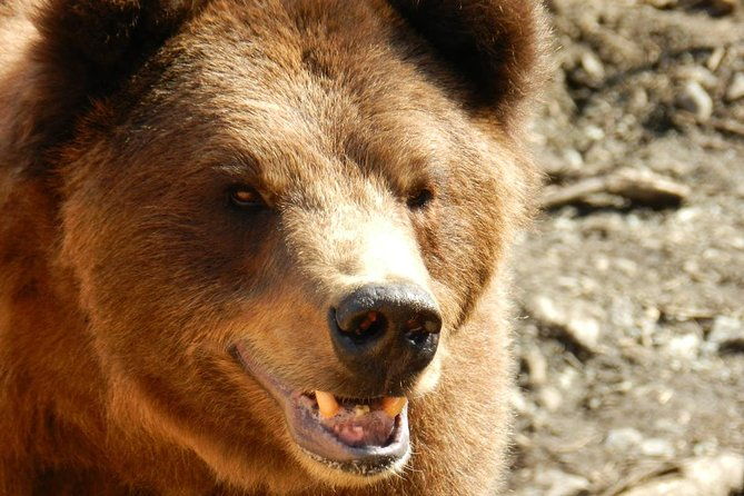 sitka-premium-tour-private-alaska-raptor-center-fortress-of-the-bearstotems