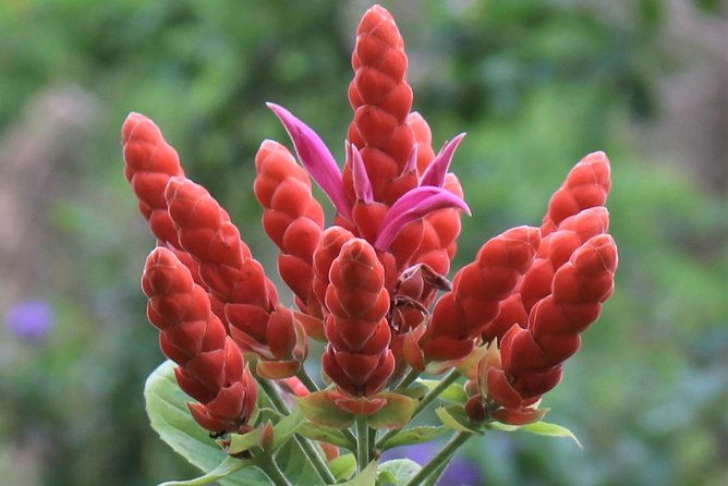 skip-the-line-ahhh-ras-natango-gallery-and-garden-admission-tickets