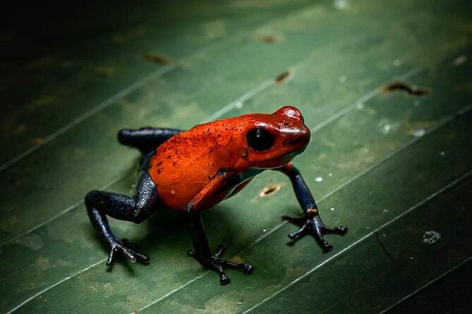 slothfrogs-hanging-bridgescoffee-chocolate-and-waterfall-tour