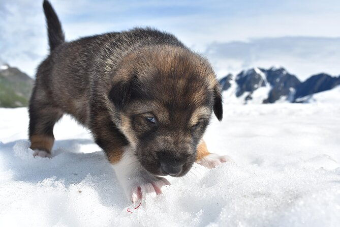 small-group-dog-sledding-experience-in-sterling