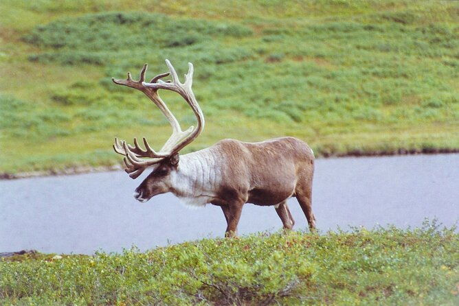 small-group-flight-denali-national-park-tour-with-guided-hike