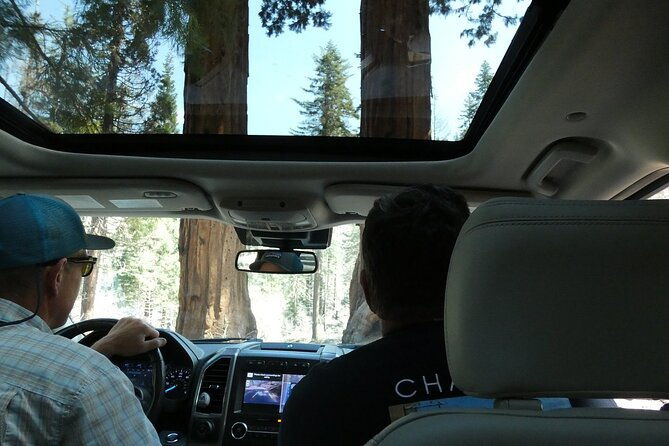 small-group-sequoia-tour-from-wuksachi-lodge-with-lunch