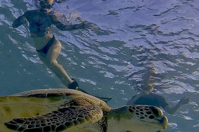 snorkel-with-turtles-see-the-flamingos