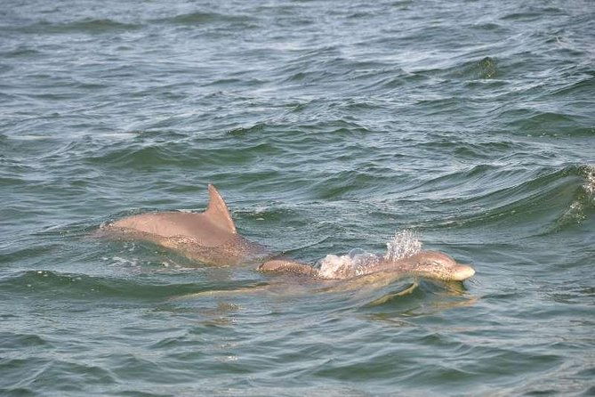 snorkeling-shelling-eco-excursion-2