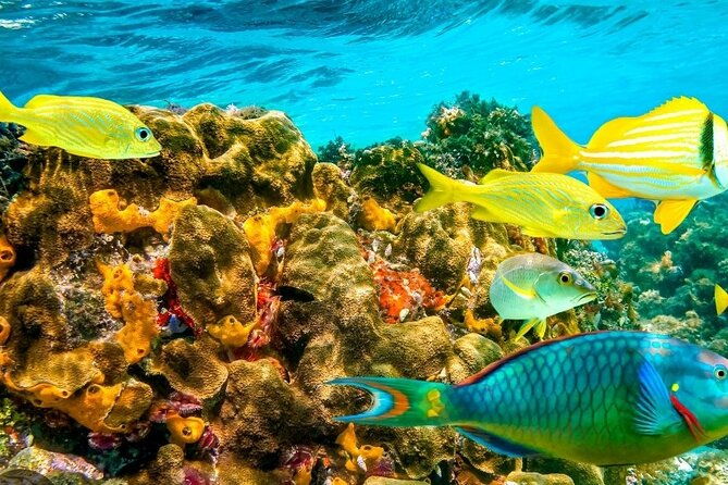 snorkeling-water-private-activity-in-montego-bay-jamaica