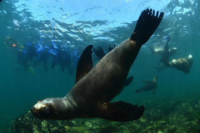 snorkeling-with-sea-lions-and-wildlife-adventure