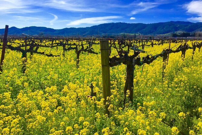 sonoma-healdsburg-wine-tours-2