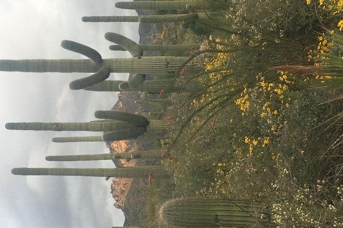 sonoran-desert-wild-foods-and-traditional-skills-2