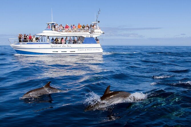 spirit-of-the-sea-cetacean-sighting-in-gran-canaria