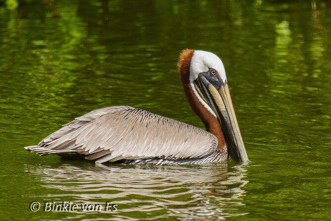 st-martin-st-maarten-small-group-birding-tour-bird-watching-tour