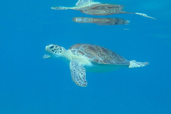 st-thomas-kayak-and-sea-turtle-snorkel-excursion
