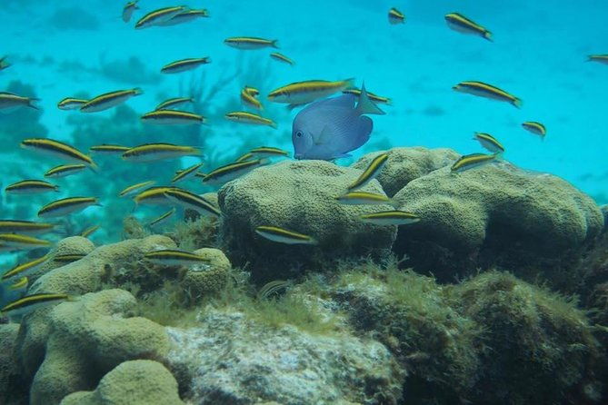 starfish-point-stingray-city-and-coral-garden-adventure