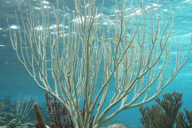 starfish-point-stingray-city-sandbar-coral-gardens
