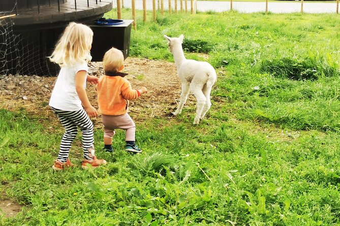 steim-farm-experience-in-vik-norway