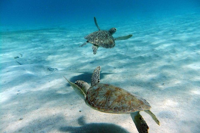sunday-funday-turtle-cove-snorkel-water-island-beach-excursion