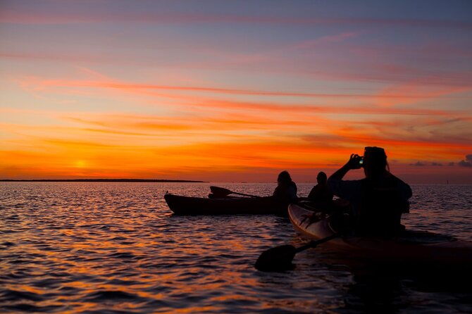 sunset-bioluminescent-comb-jelly-dolphin-tour