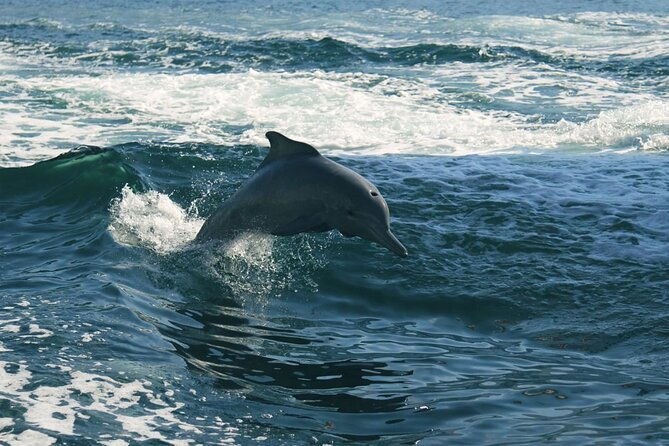 sunset-dolphin-watching-boat-tour-from-vrsar-2