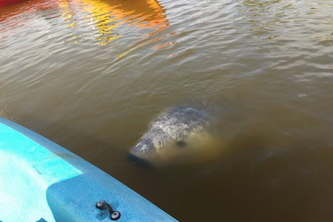 sunset-kayaking-tour-at-manatee-cove-with-manatee-dolphin-sightings-2