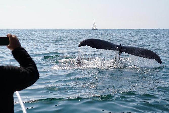 supreme-2hr-whale-dolphin-watching-newport-beach-6-person-max