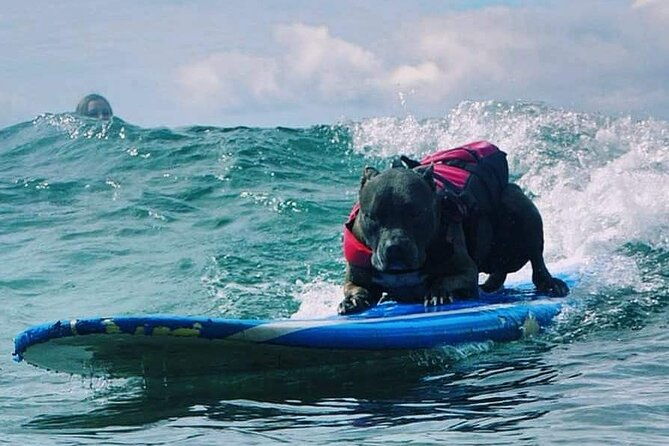surf-with-a-service-animal
