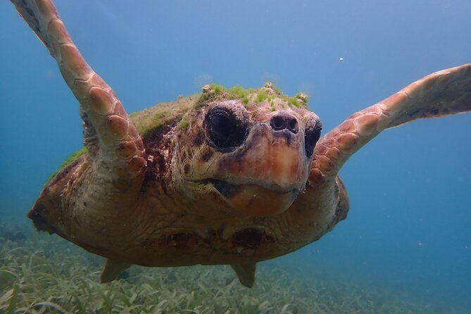 swim-with-turtles
